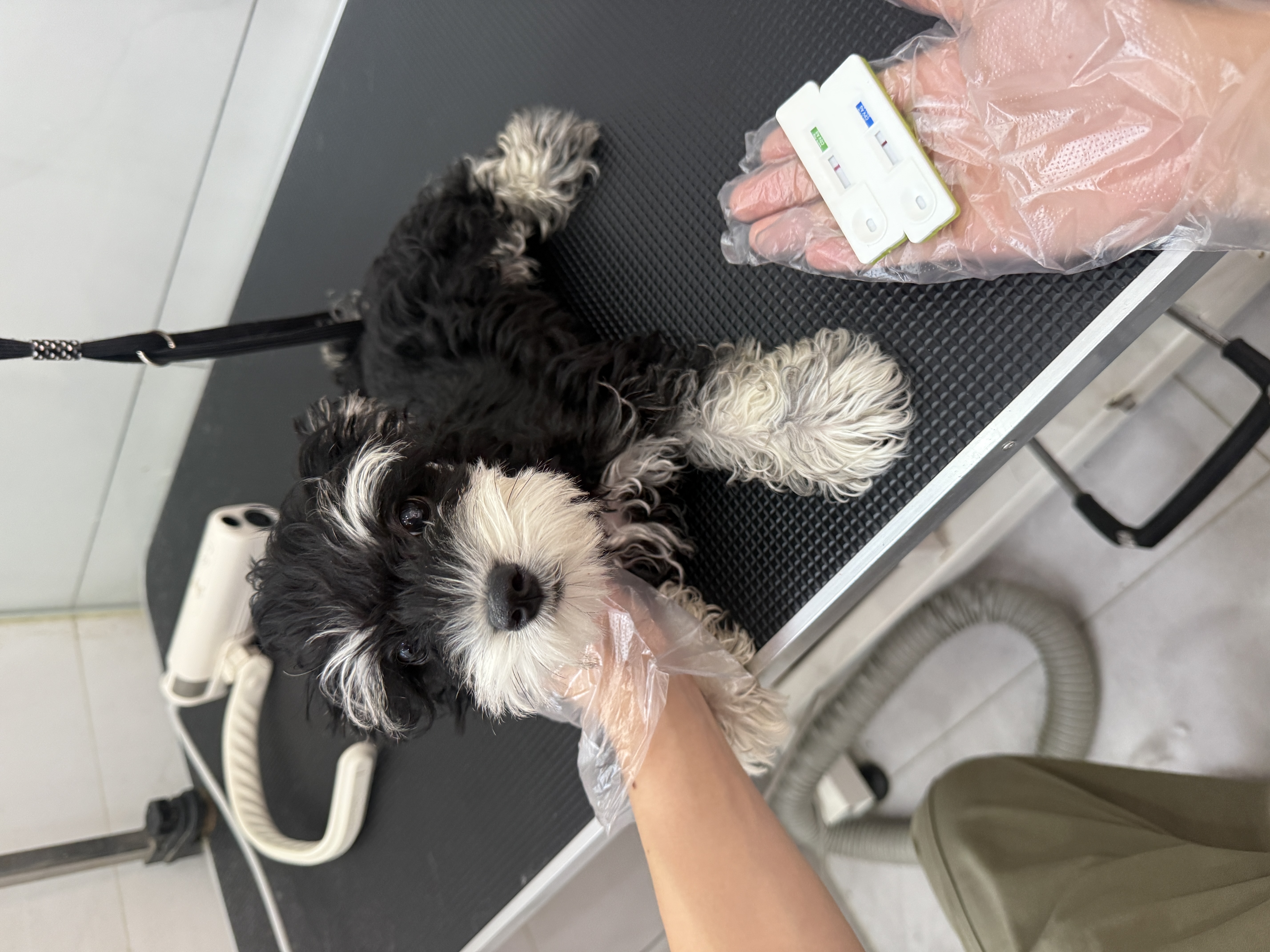 犬瘟细小检测