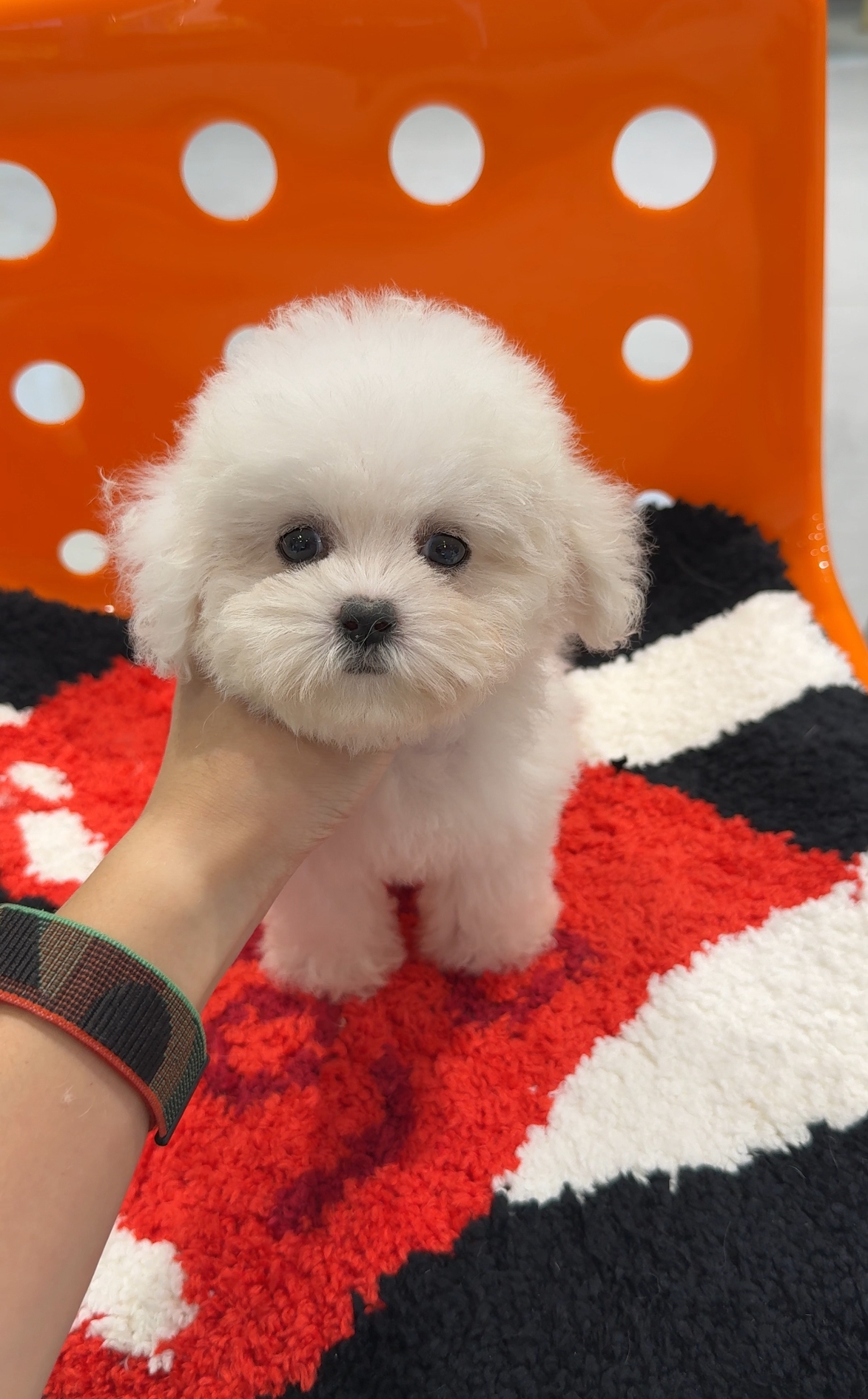 比熊幼犬