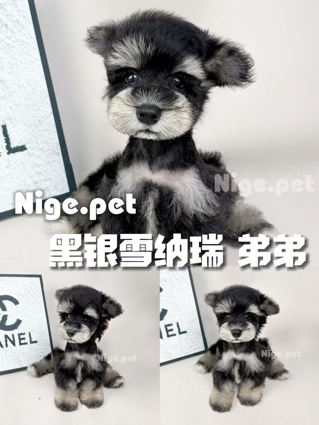 黑银雪纳瑞