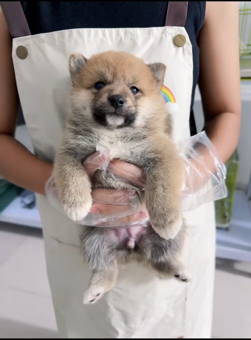 柴犬