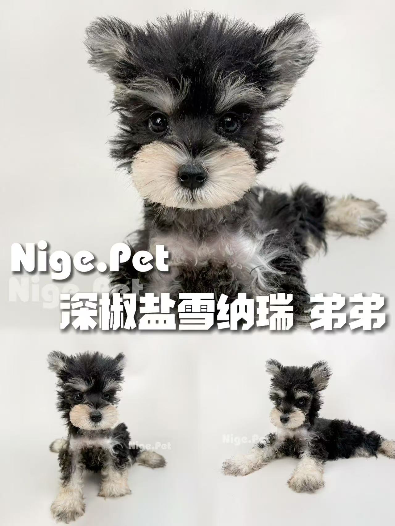 深椒盐雪纳瑞