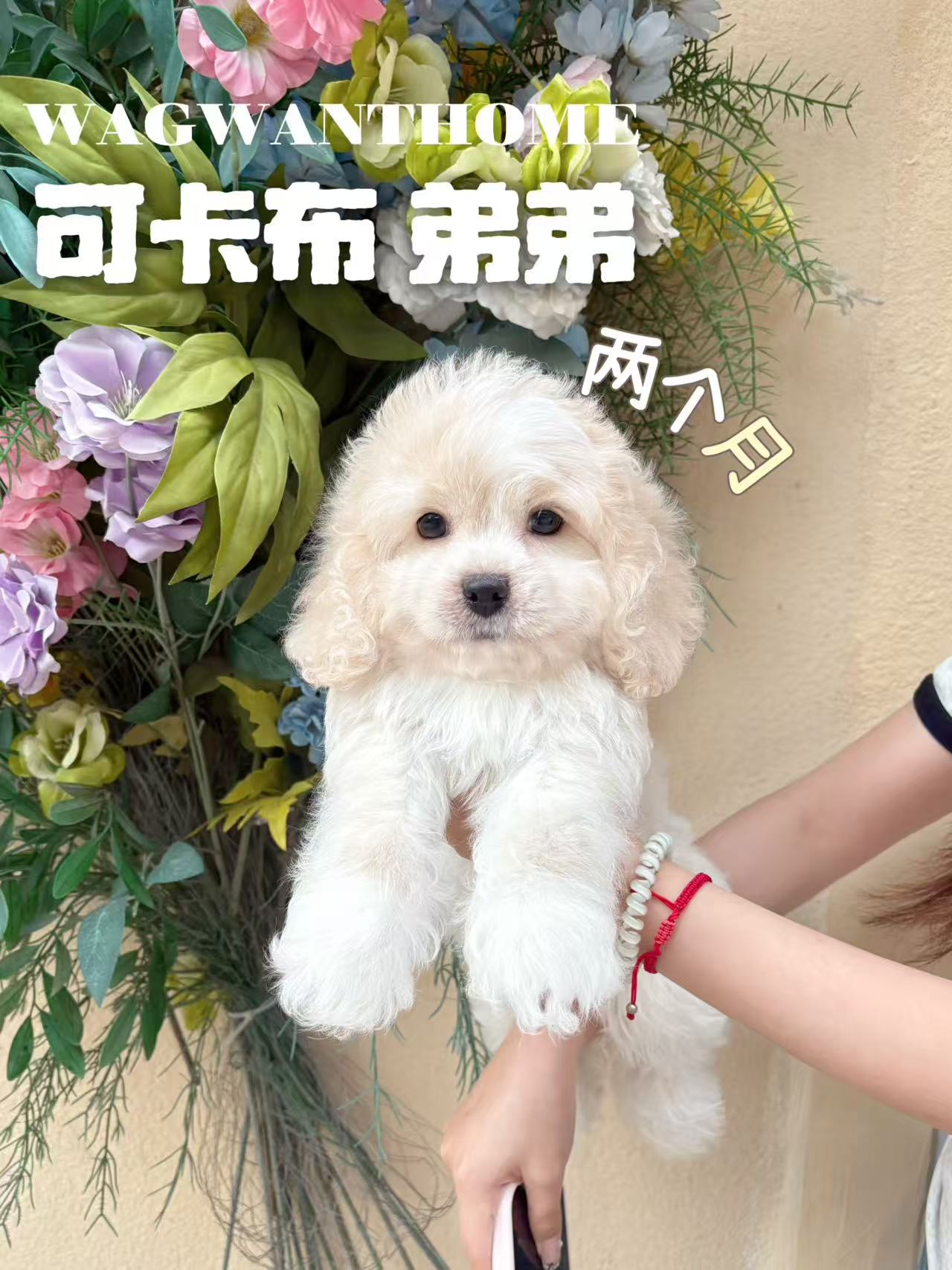可卡布
