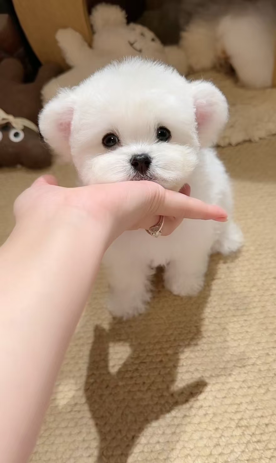 比熊幼犬