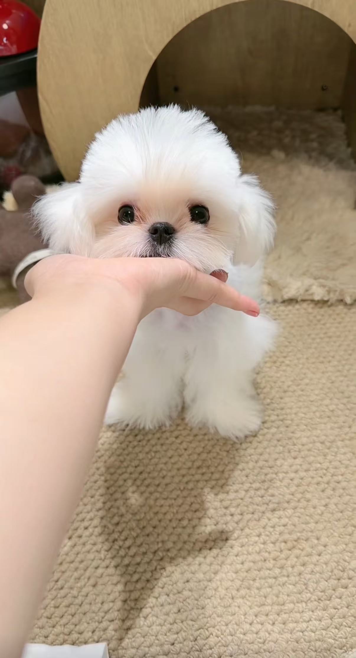 韩系马尔济斯