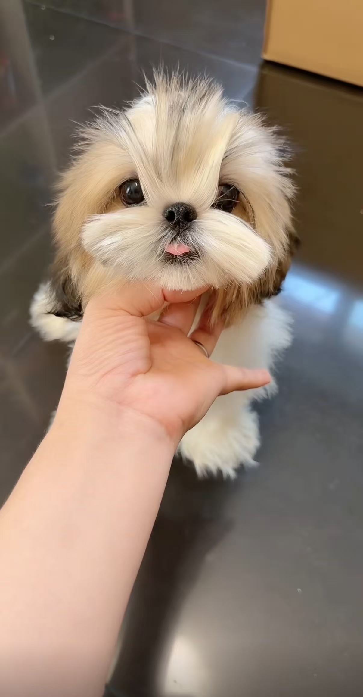 西施犬