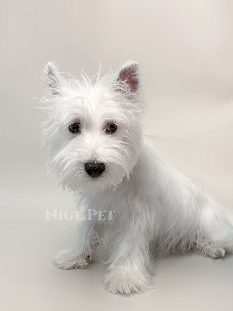 西高地幼犬