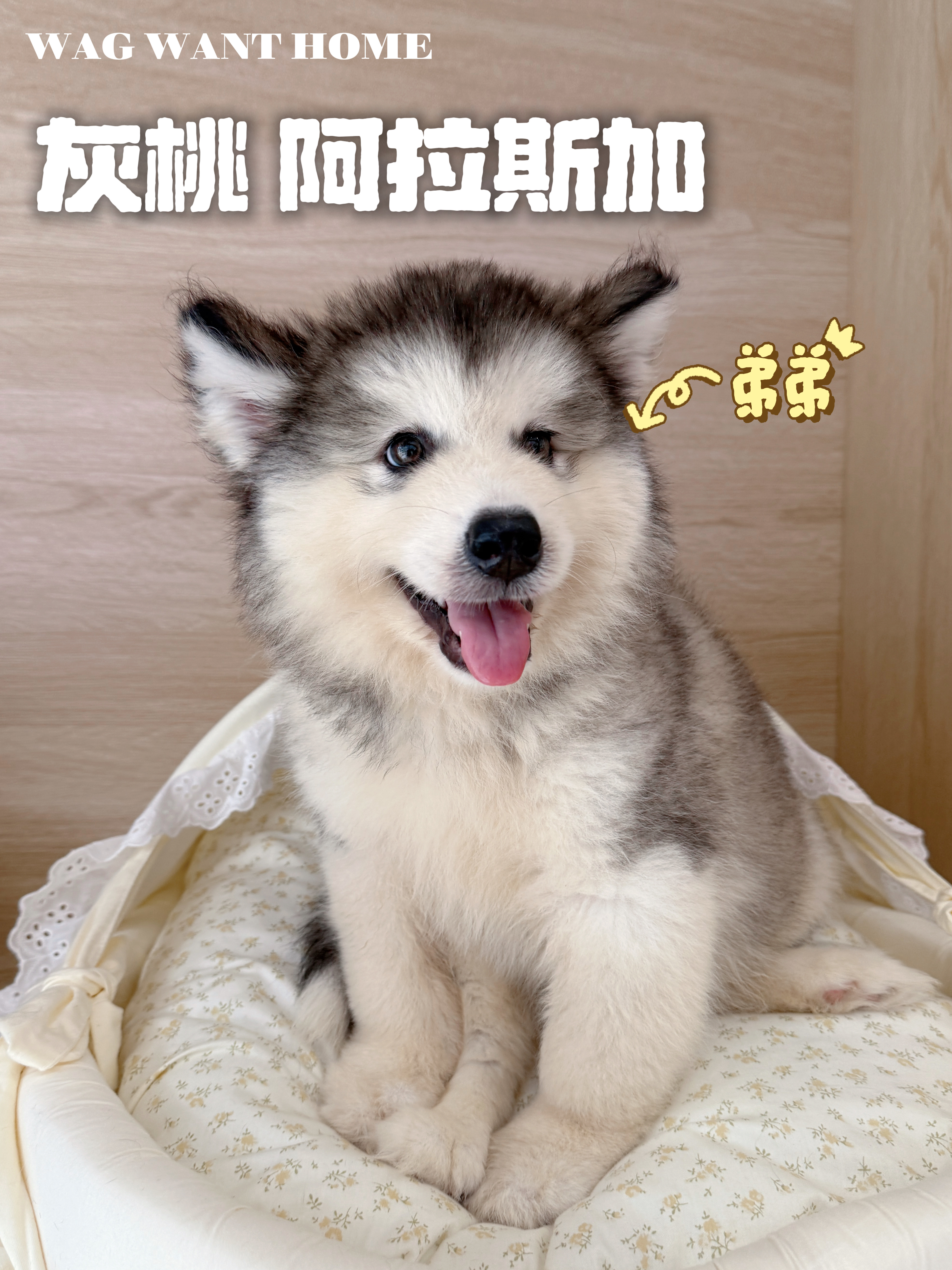 阿拉斯加